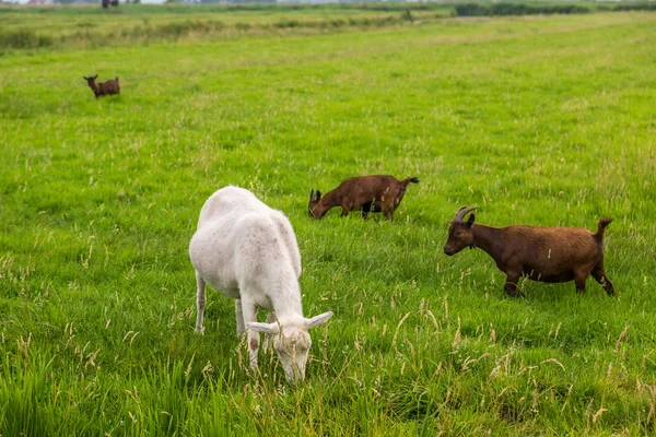 Cabras blancas y marrones —  Fotos de Stock