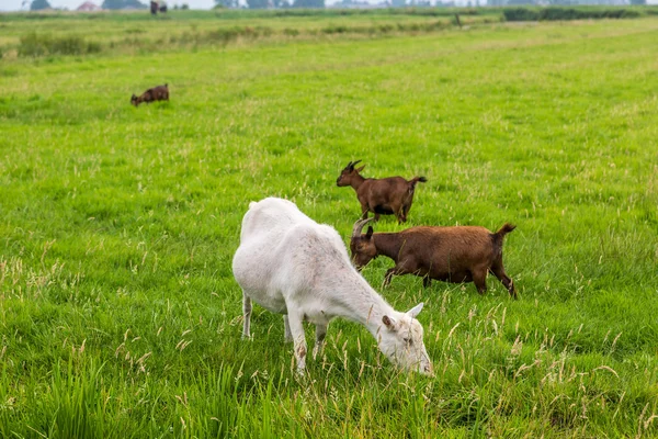 白と茶色のヤギ — ストック写真