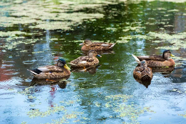 Enten auf dem Wasser im See — Stockfoto