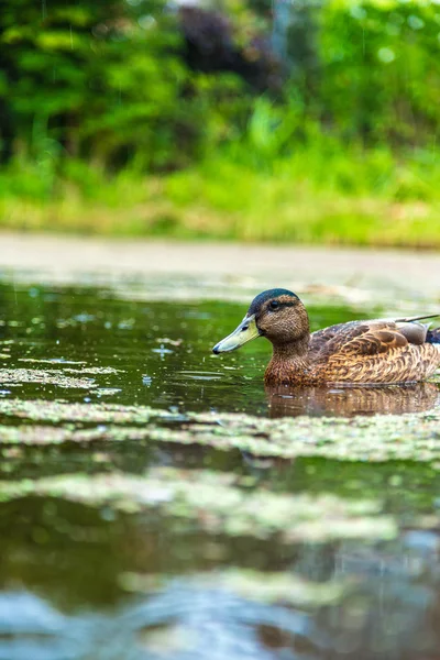 湖の水をダックします。 — ストック写真