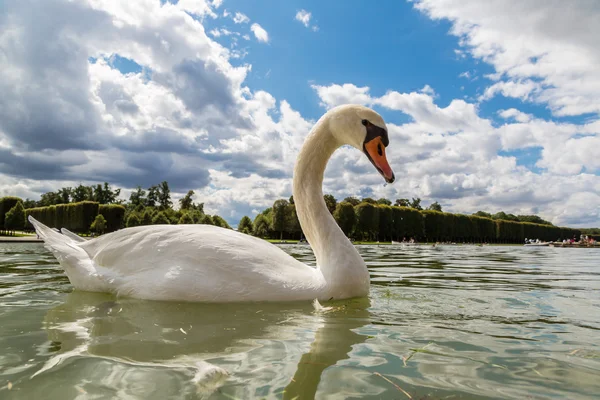 湖上的白天鹅 — 图库照片
