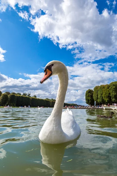 Cisne mudo en un lago — Foto de Stock
