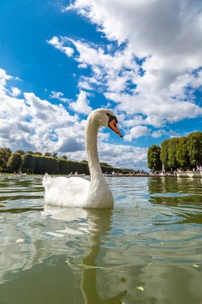 Mute angsa di danau — Stok Foto