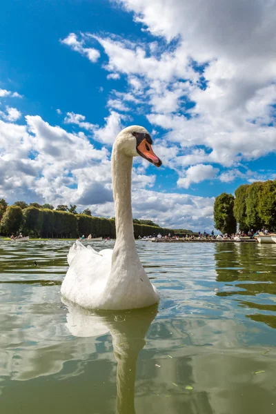 Mute angsa di danau — Stok Foto