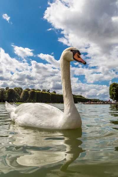 Mute angsa di danau — Stok Foto