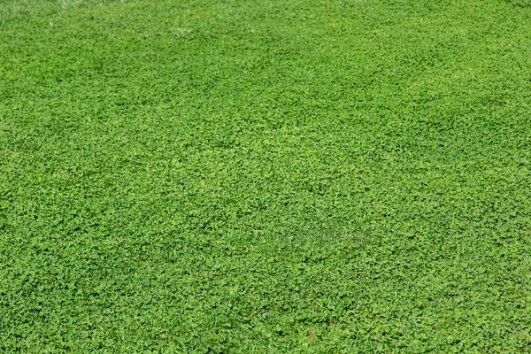 Зелена трава текстури — стокове фото