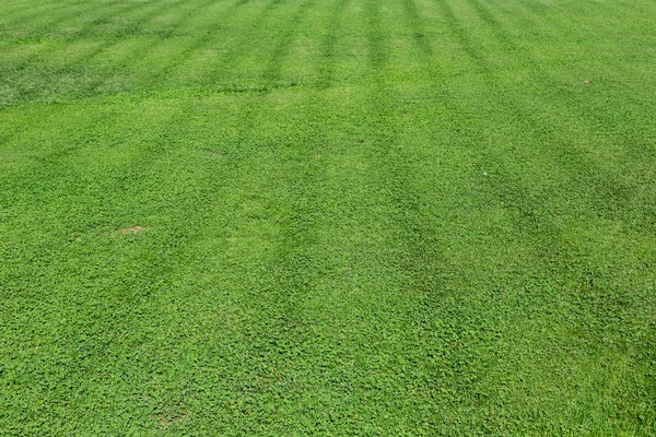 Green grass texture — Stock Photo, Image