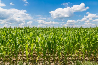 Yeşil mısır tarlası