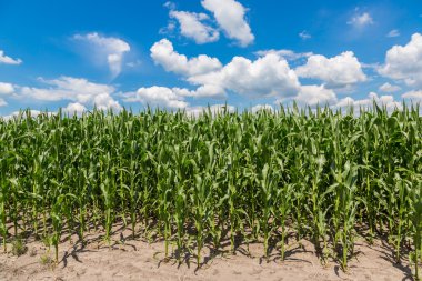 Yeşil mısır tarlası