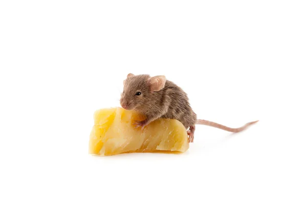 Mouse eating cheese — Stock Photo, Image