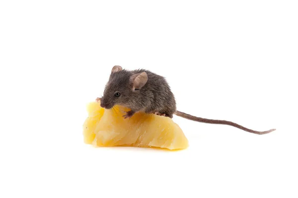 Mouse eating cheese — Stock Photo, Image