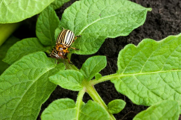 Colorado aardappel kever — Stockfoto