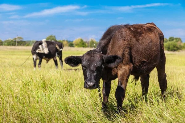 Vaca e vitelo em campo — Fotografia de Stock