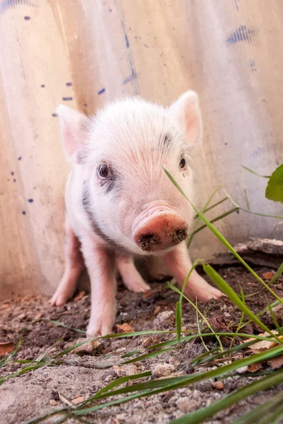 Niedliches Schlammferkel — Stockfoto