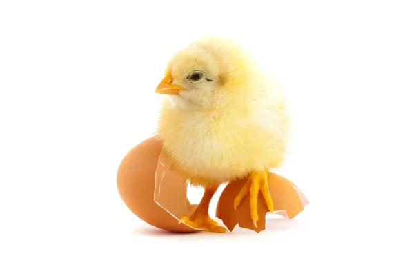 Yellow small chick — Stock Photo, Image