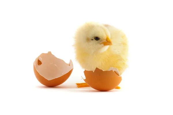 Yellow small chick — Stock Photo, Image