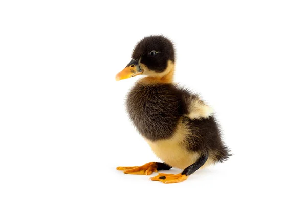 Black small duckling — Stock Photo, Image