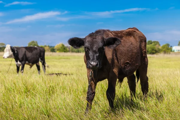 Cow and calf on field — Stock Photo, Image