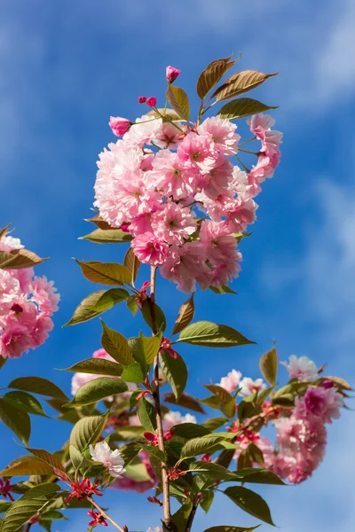 Pembe sakura çiçekler — Stok fotoğraf