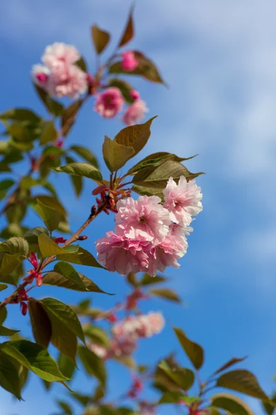 ピンクの桜の花 — ストック写真