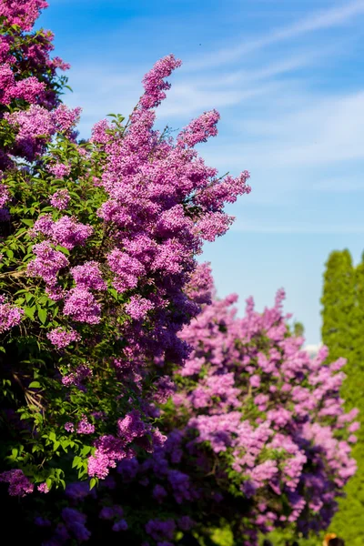 Arbusto lilás roxo florescendo — Fotografia de Stock