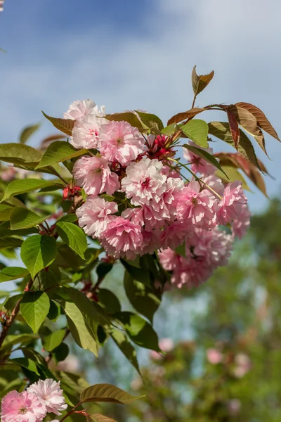 ピンクの桜の花 — ストック写真