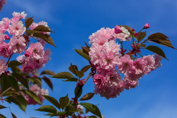 Květy růžové sakura — Stock fotografie