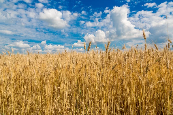 Yellow wheat field — Stock Photo, Image