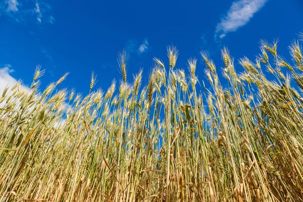 Yellow wheat field — Stock Photo, Image