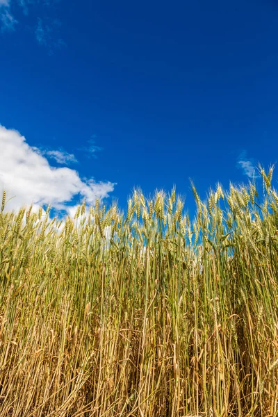 Yellow wheat field — Stock Photo, Image