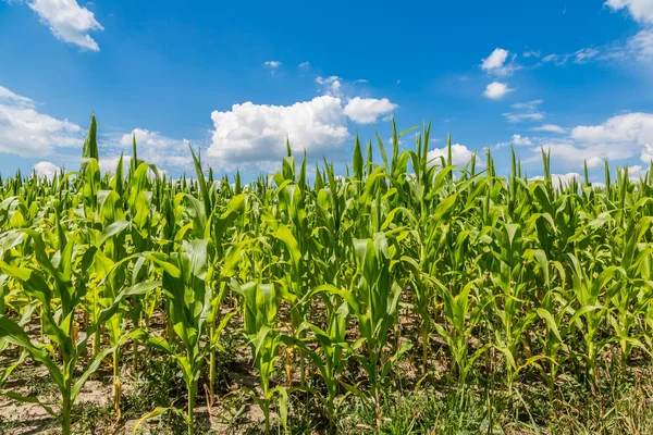 Green corn field — Stock Photo, Image