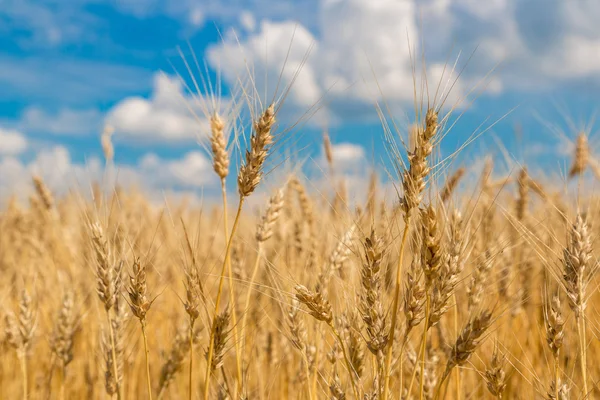 Yellow wheat field — Stock Photo, Image