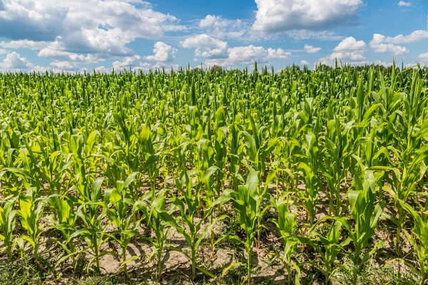 Green corn field — Stock Photo, Image