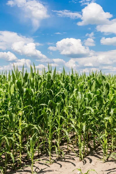 Green corn field — Stock Photo, Image