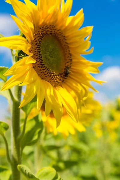 Girasol y cielo azul — Foto de Stock