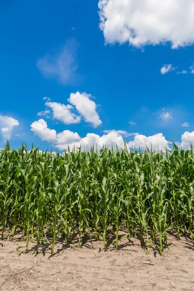 Yeşil mısır tarlası
