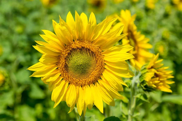 Sunflowers field in summer — Stock Photo, Image