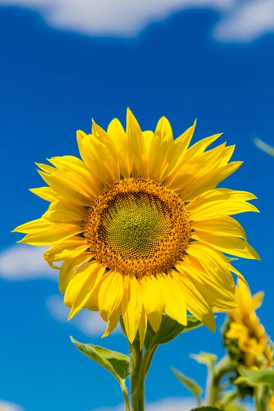 Zonnebloemenveld in de zomer — Stockfoto