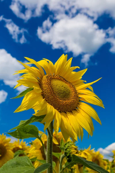 Yazın ayçiçeği tarlası — Stok fotoğraf