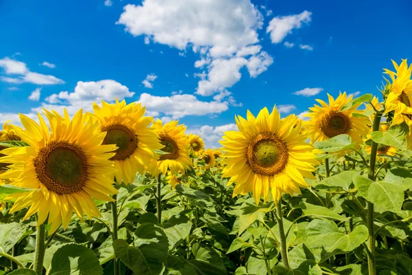 Solrosor fält på sommaren — Stockfoto