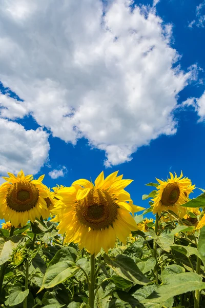 Solrosor fält på sommaren — Stockfoto