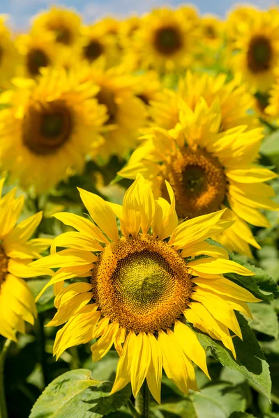 Zonnebloemenveld in de zomer — Stockfoto