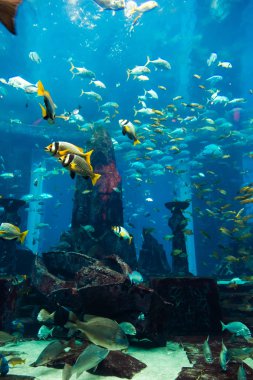 Üzerinde coral reef akvaryum tropikal balıklar