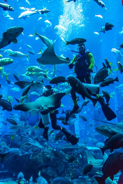 Дайвер кормит рыб в аквариуме Дубая — стоковое фото