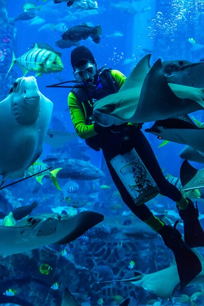 ドバイ水族館で魚の餌付けするダイバー — ストック写真