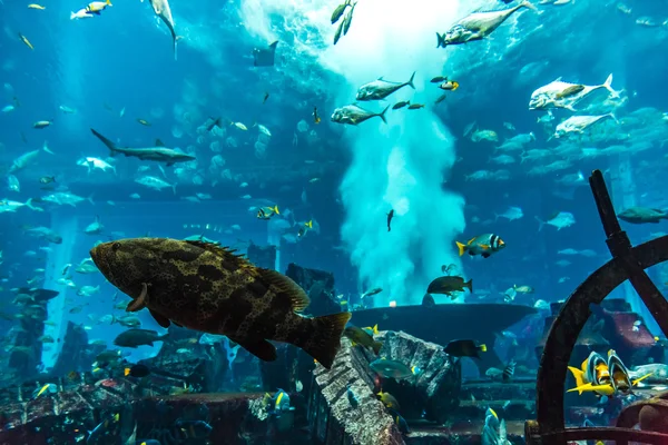 Aquarium poissons tropicaux sur récif corallien — Photo