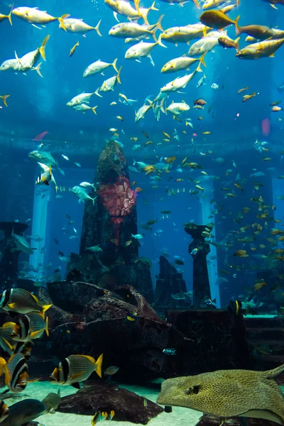 Acuario peces tropicales en los arrecifes de coral —  Fotos de Stock