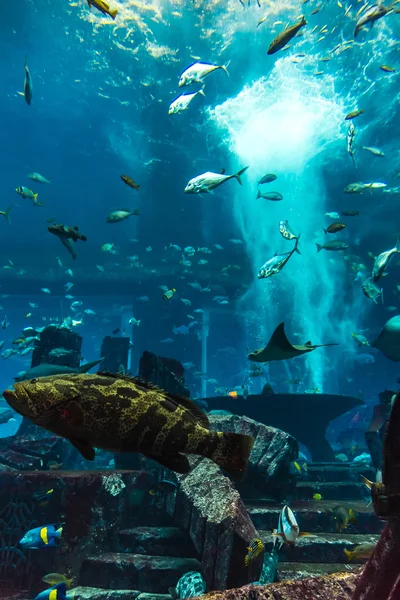 Pesci tropicali dell'acquario sulla barriera corallina — Foto Stock