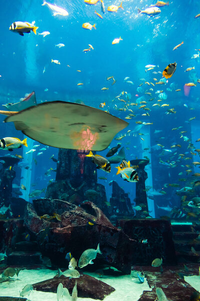 Aquarium tropical fishes