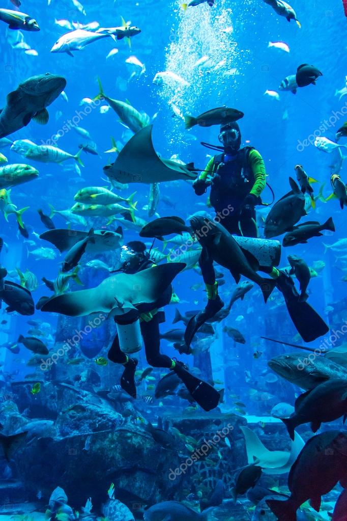 Diver Feeding Fishes In Dubai Aquarium Stock Editorial